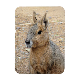 PATAGONIAN MARA WILD ANIMAL MAGNET