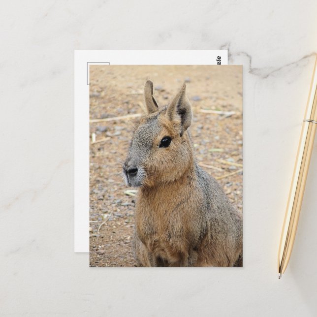 PATAGONIAN MARA WILD ANIMAL POSTCARD (Front/Back In Situ)
