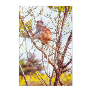Patas is Up a Tree Acrylic Print