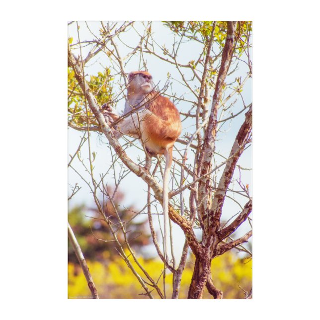 Patas is Up a Tree Acrylic Print (Front)