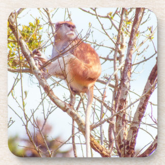 Patas is Up a Tree Beverage Coaster