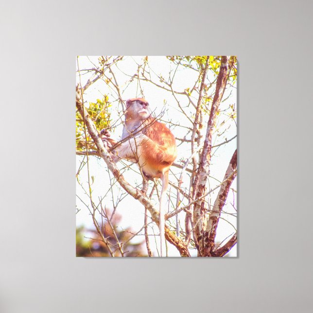 Patas is Up a Tree Canvas Print (Front)