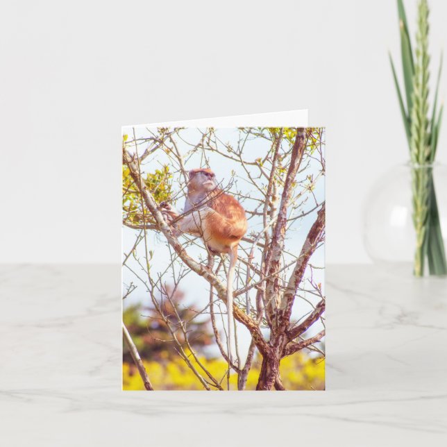 Patas is Up a Tree Card (Front)