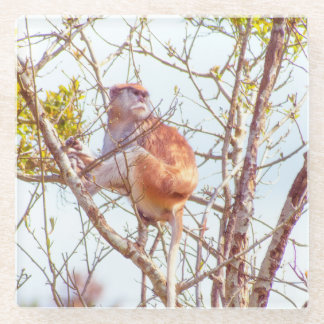 Patas is Up a Tree Glass Coaster