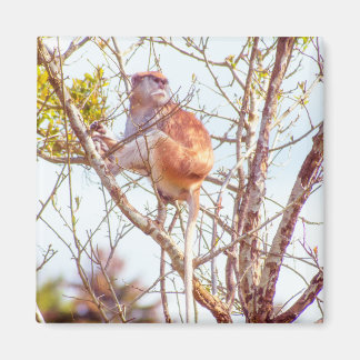 Patas is Up a Tree Magnet