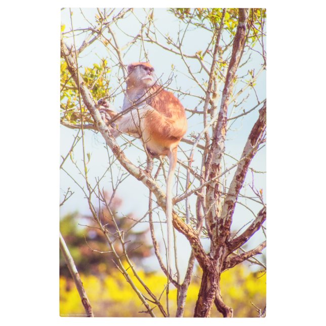 Patas is Up a Tree Metal Print (Front)