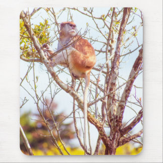 Patas is Up a Tree Mouse Pad