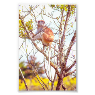 Patas is Up a Tree Photo Print