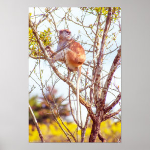 Patas is Up a Tree Poster