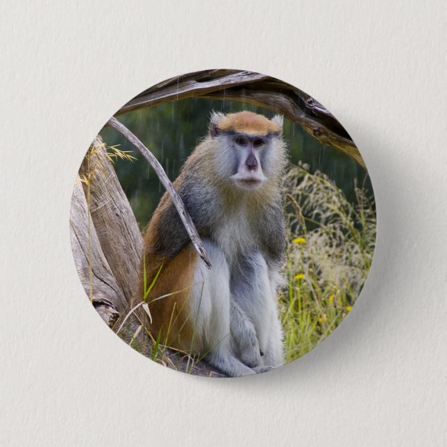 Patas Monkey Pinback Button (Front)