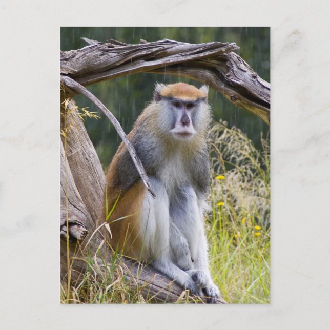 Patas Monkey Postcard (Front)