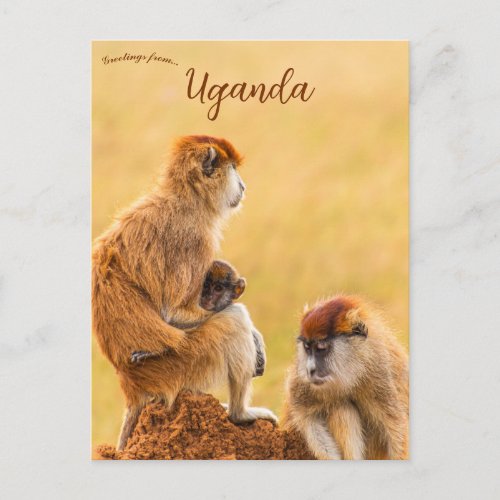 Patas Monkeys in Uganda Postcard