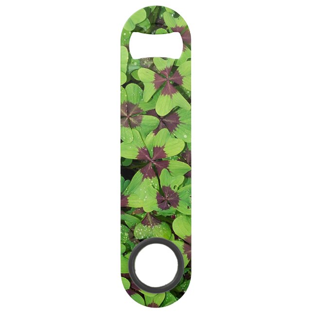Patch of Four Leaf Clover (Sorrel) after Rain Bar Key (Front)
