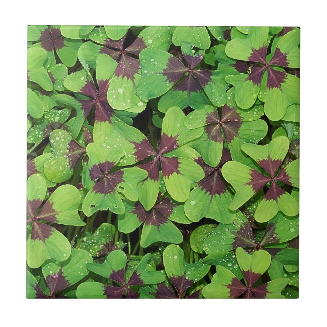 Patch of Four Leaf Clover, Sorrel, with Dew Ceramic Tile (Front)