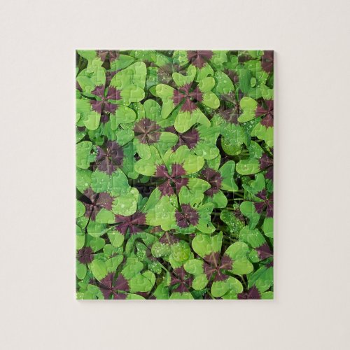 Patch of Four Leaf Clover Sorrel with Dew Jigsaw Puzzle