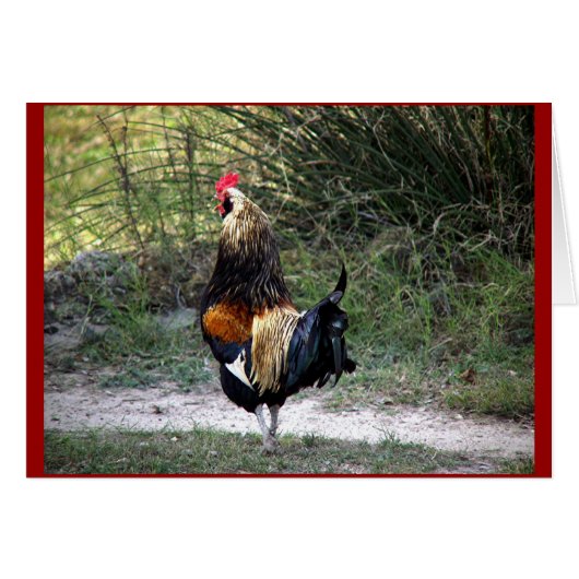 Patch Work Rooster Cards (Front Horizontal)