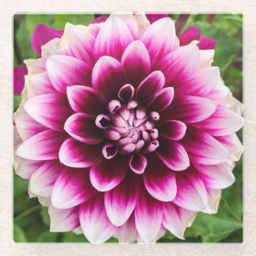 Patches Dahlia Glass Coaster