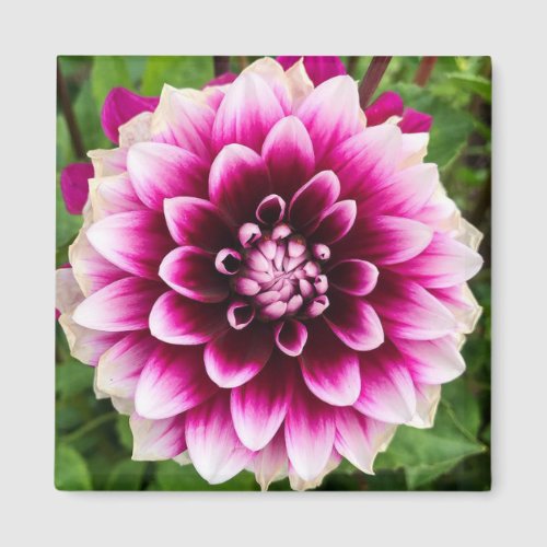 Patches Dahlia Magnet