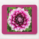 Patches Dahlia Mouse Pad<br><div class="desc">A beautiful fuchsia purple dahlia with white tips called "Patches." Photo taken at the Swan Island Dahlia Farm in Canby,  Oregon.</div>