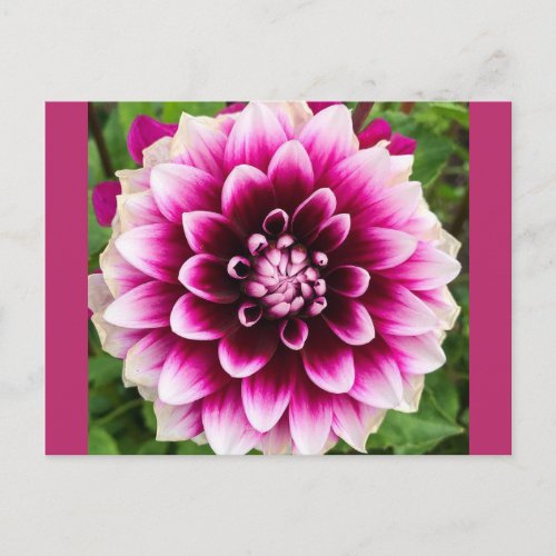 Patches Dahlia Postcard