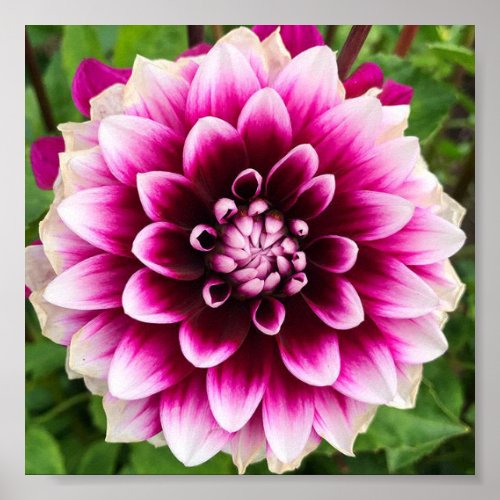 Patches Dahlia Poster