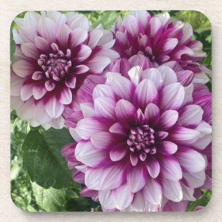 Patches Dahlia, Stunning Purple Flower Beverage Coaster