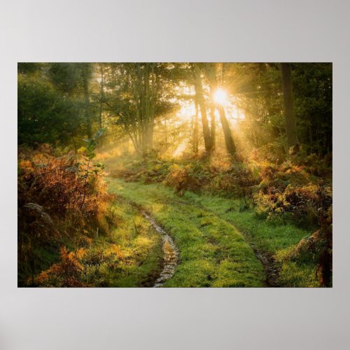 Path in the forest Woods Nature Wall Poster