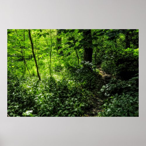 Path in the Woods Poster