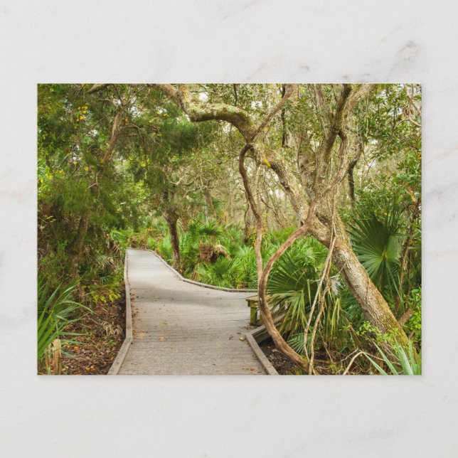 Path, Merritt Island National Wildlife Refuge, FL Postcard (Front)