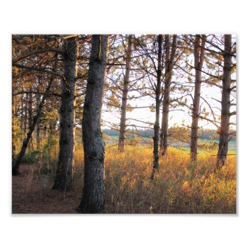 Path Of Pines Photo Print by nikkilynndesign at Zazzle