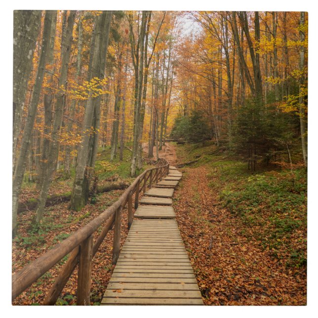 Path through the autumn forest. ceramic tile (Front)