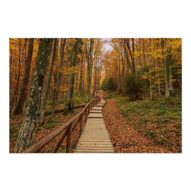 Path through the autumn forest. poster (Front)