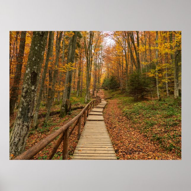 Path through the autumn forest. poster (Front)