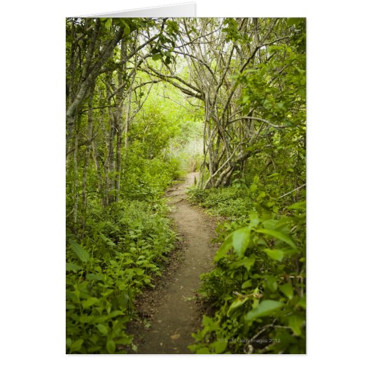 Path through the forest cards (Front)