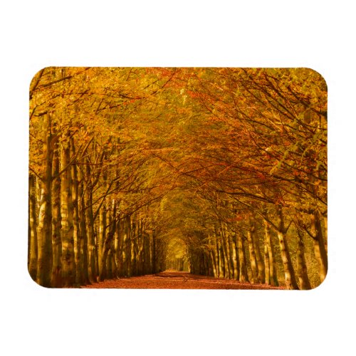 Path through the forest in autumn rectangle magnet