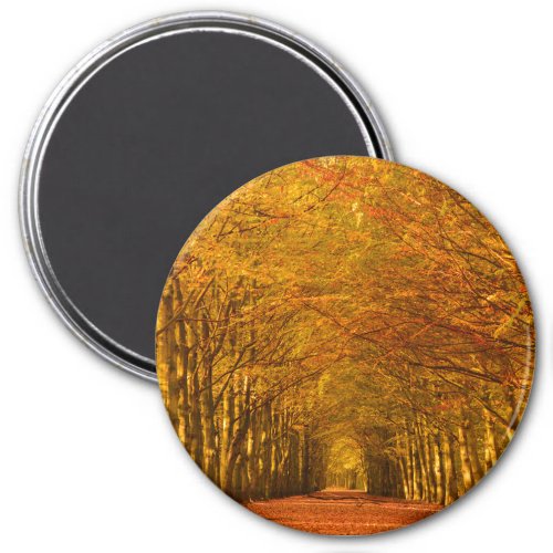 Path through the forest in autumn round magnet