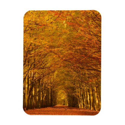 Path through the forest in autumn vertical magnet