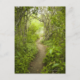 Path through the forest postcard