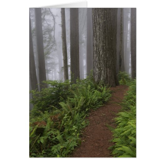 Path through the giant redwood trees shrouded (Front)