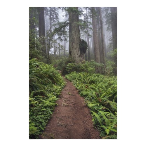 Path through the giant redwood trees shrouded 2 photo print