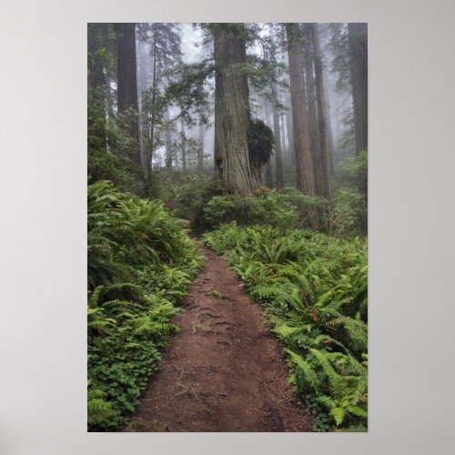 Path through the giant redwood trees shrouded 2 poster