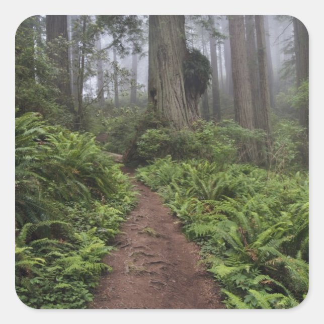 Path through the giant redwood trees shrouded 2 square sticker (Front)