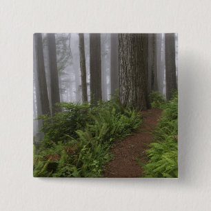 Path through the giant redwood trees shrouded button