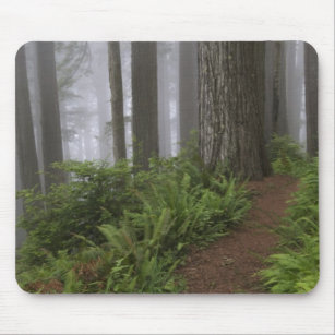 Path through the giant redwood trees shrouded mouse pad