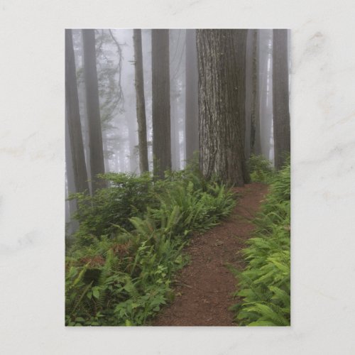 Path through the giant redwood trees shrouded postcard
