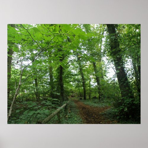 Path through the Green Forest Poster