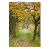 Pathway in Autumn (Front)