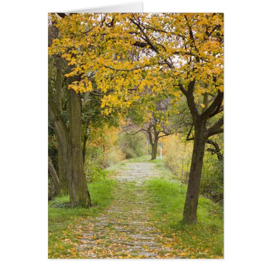 Pathway in Autumn Cards (Front)