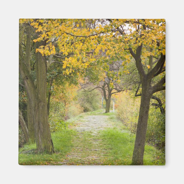 Pathway in Autumn Magnet (Front)