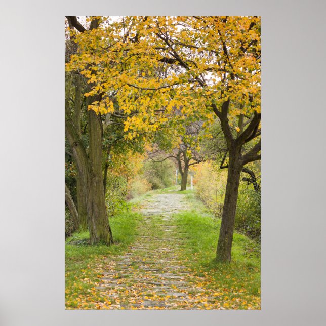 Pathway in Autumn Poster (Front)